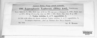 Typhicola typharum image